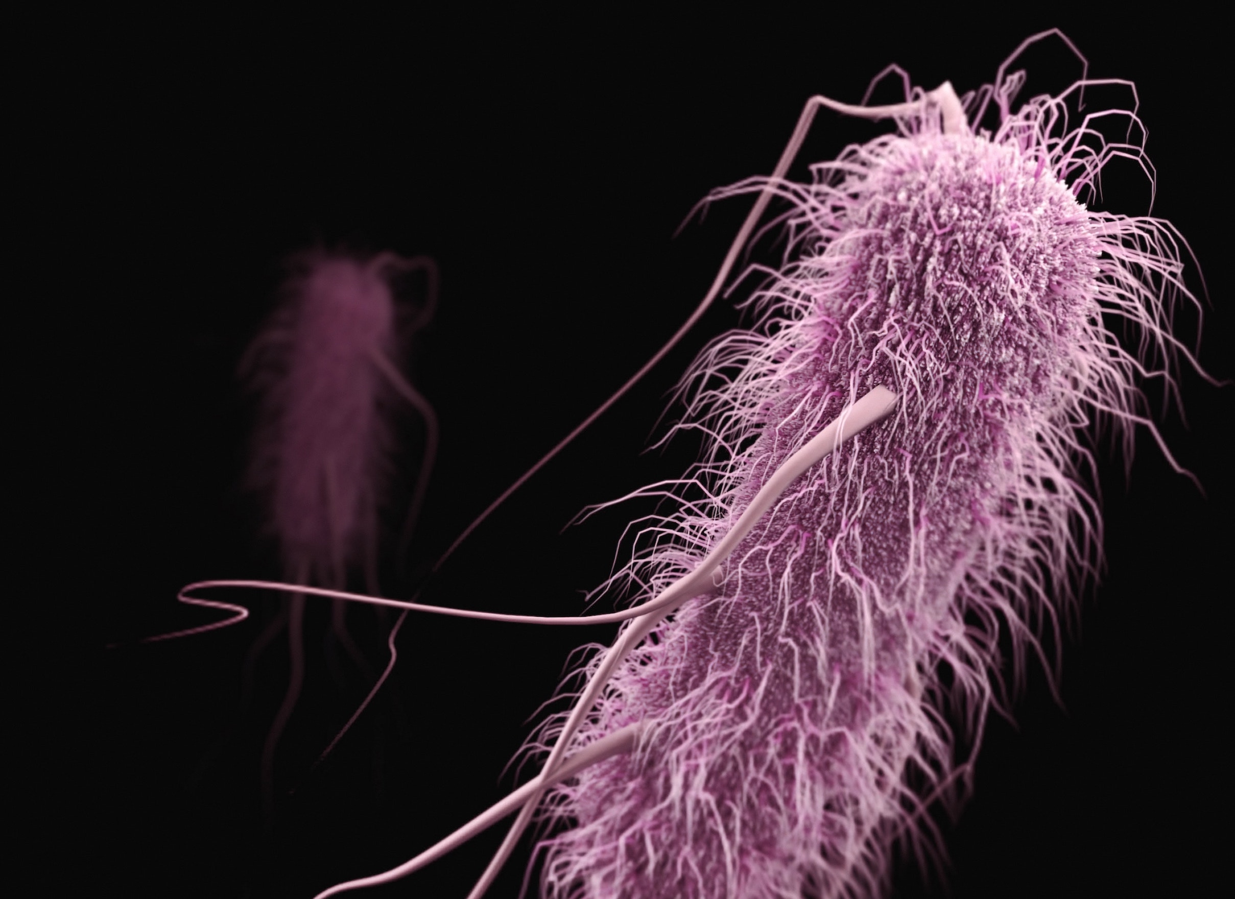 Colored render of gut bacteria