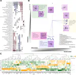 Molecular portraits of colorectal cancer morphological regions